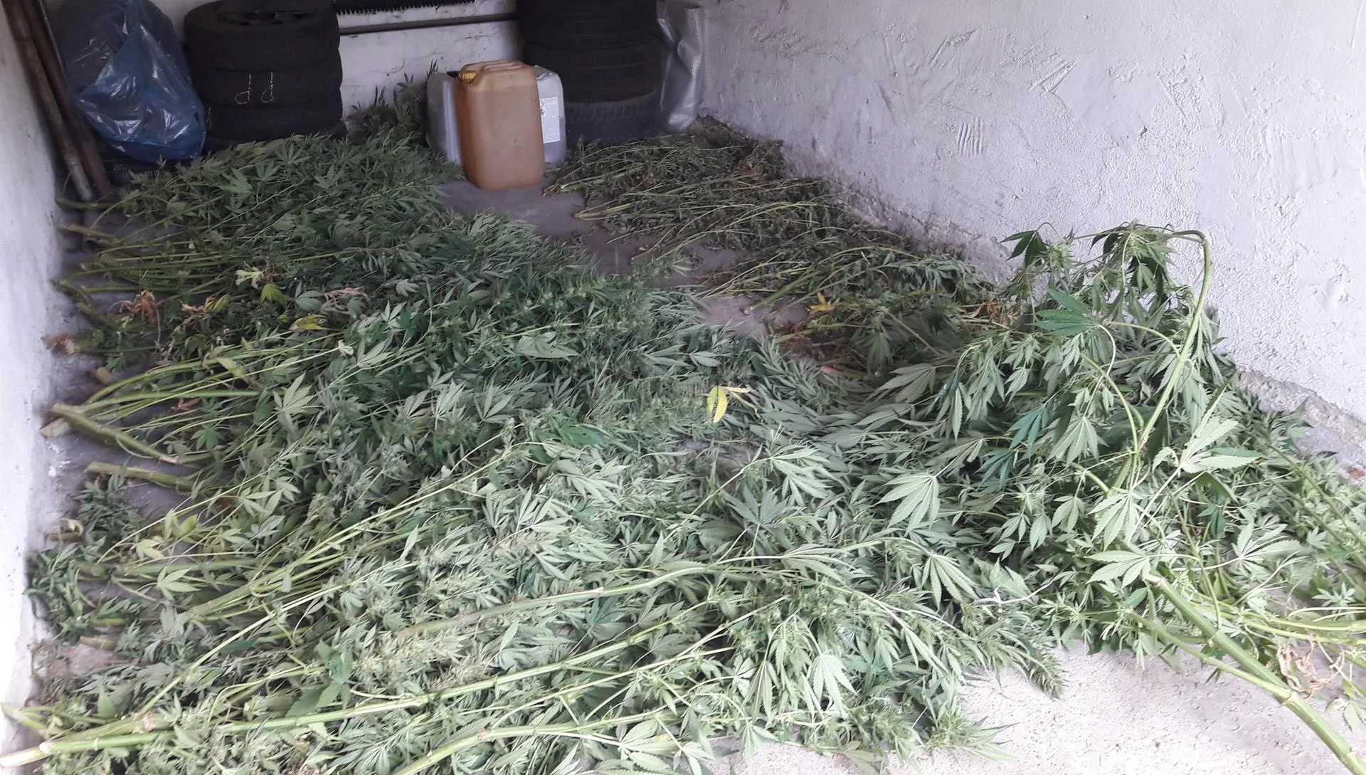 Uprawiali konopie... wśród pomidorów