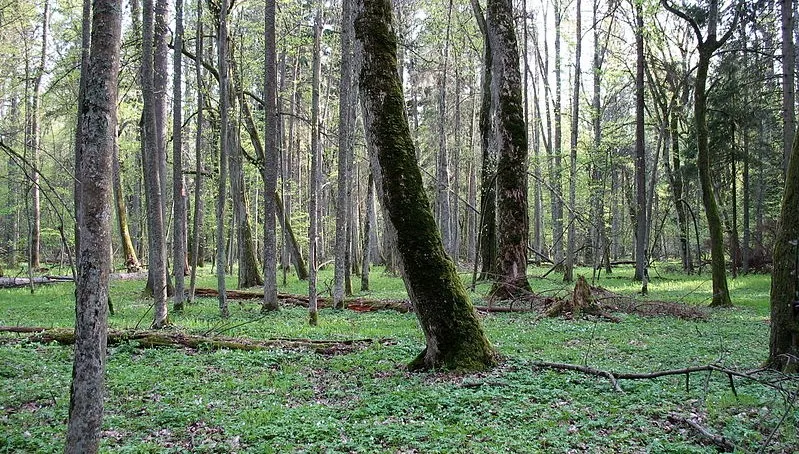 "Obrońcy" Białowieży przed sądem