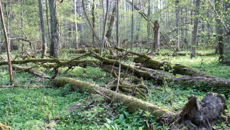 Ruszył proces zlecających wycinkę drzew