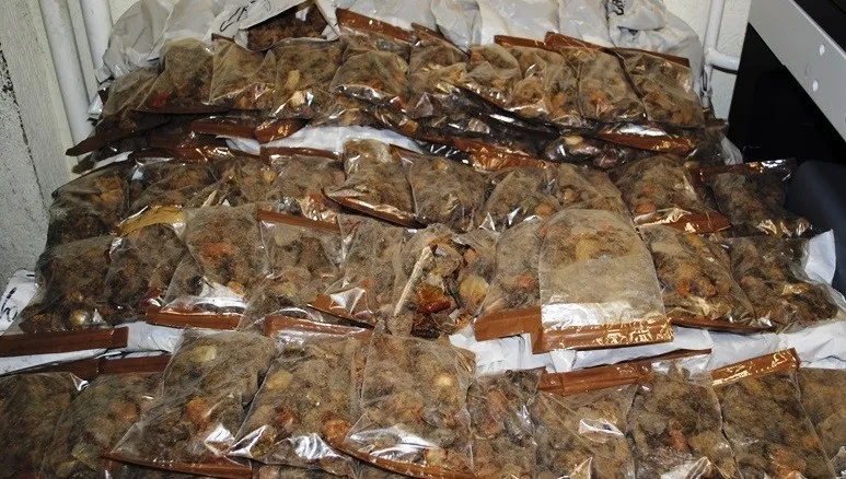 Udaremniono przemyt 43 kg bursztynu