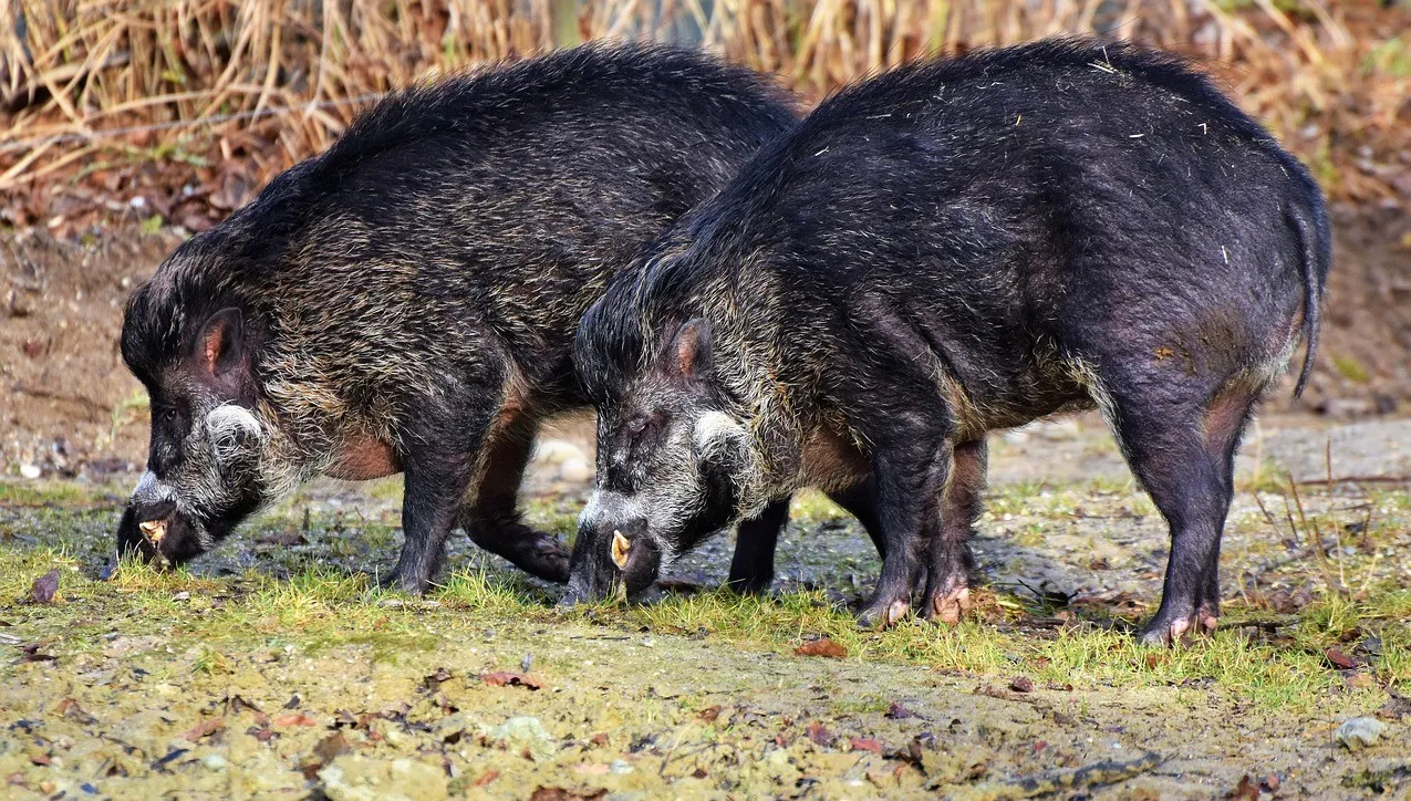 Minister środowiska o odstrzale loch