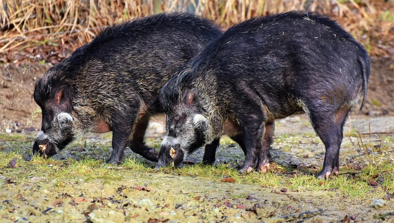 Do walki z ASF nie wystarczy odstrzał