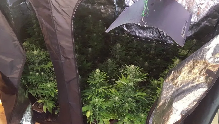 Zlikwidowano plantację marihuany [ZDJĘCIA]