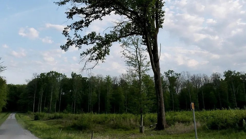 Prawie 250 interwencji związanych z silnym wiatrem