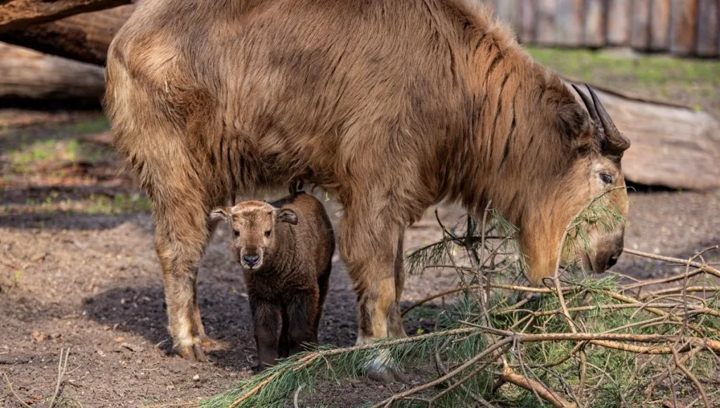 Takin złoty- nowy mieszkaniec zoo