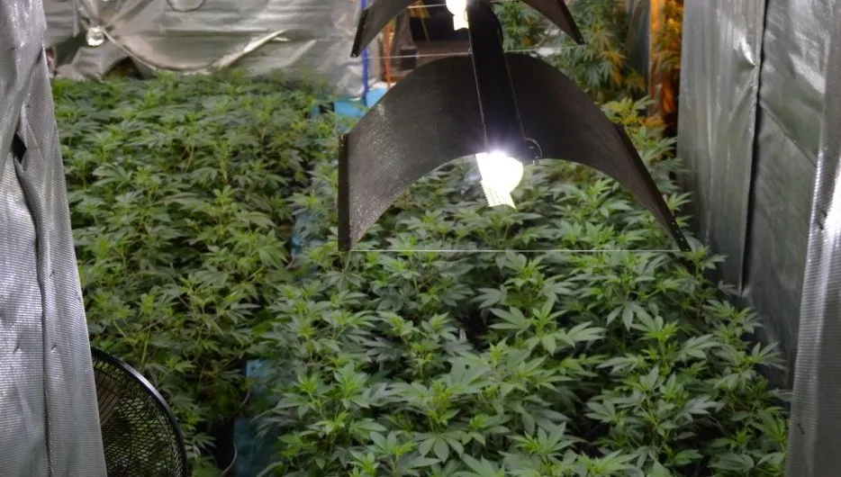 Nielegalna plantacja konopi indyjskich zlikwidowana 