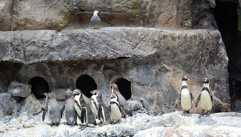 Do śląskiego zoo wracają pingwiny