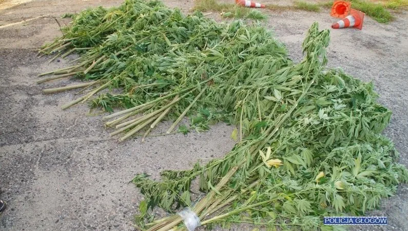 Plantacja konopi w środku lasu