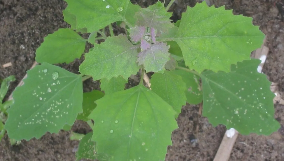 komosa biała, młoda roślina 