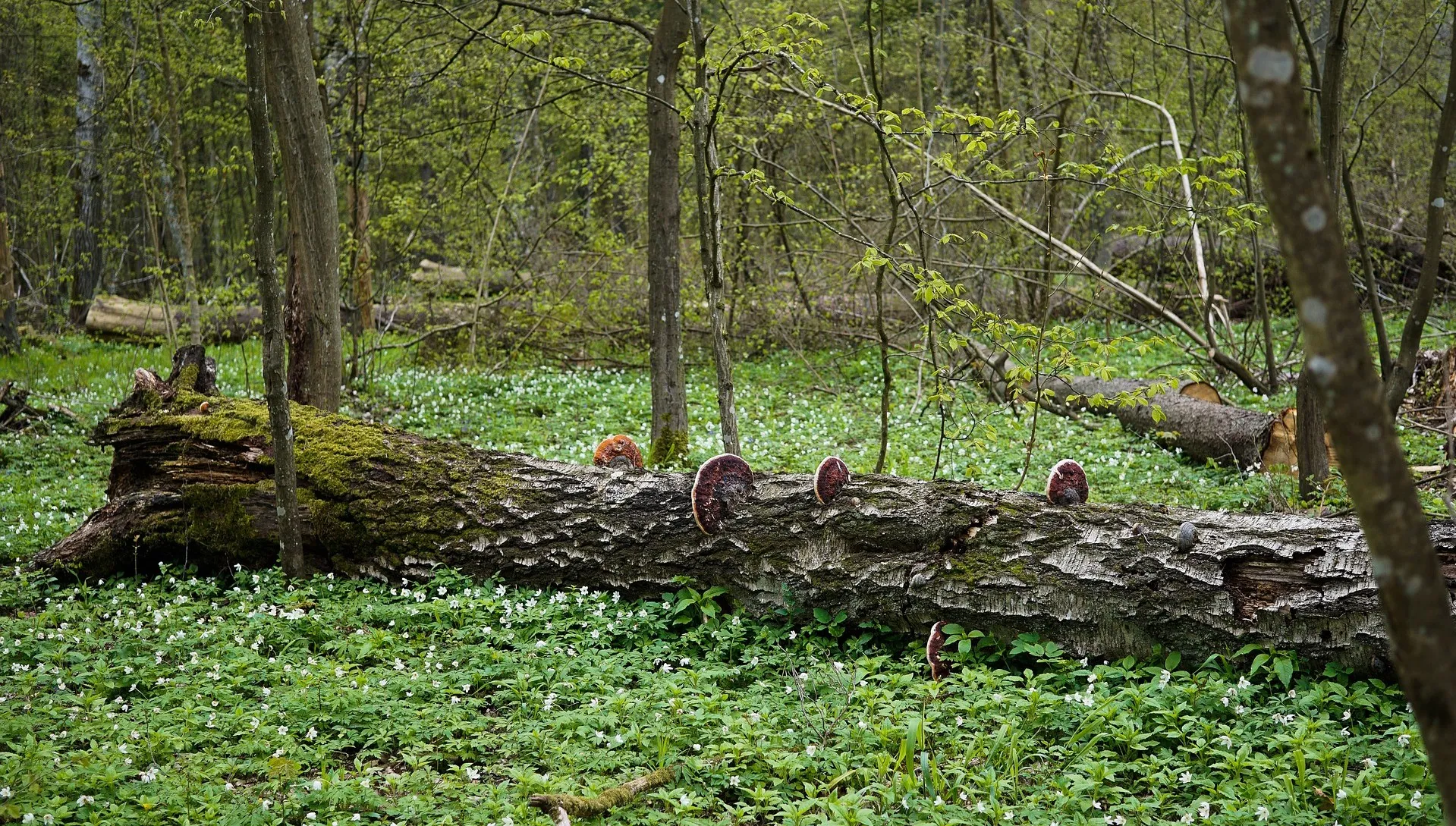 Prastara  Puszcza  Białowieska - symbolem bogactwa polskiej przyrody
