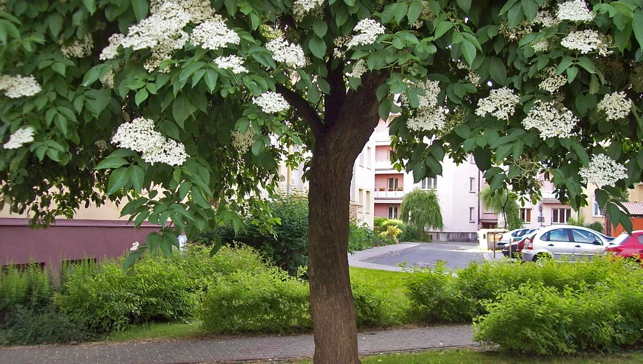 Internauci wybierają polskie Drzewo Roku