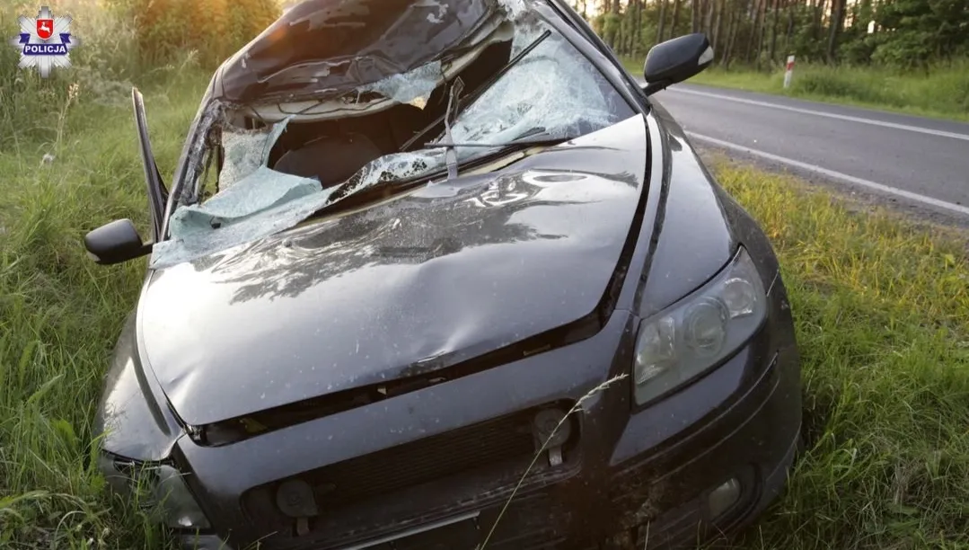 Groźny wypadek. Sprawcą… łoś!