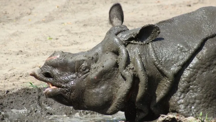 Jak walczą z upałem mieszkańcy zoo