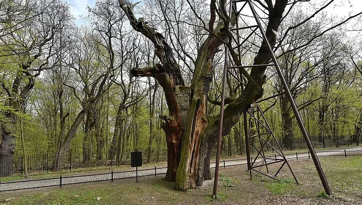 Podpalono najstarszy dąb na Mazowszu?