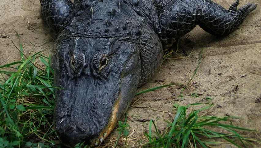 Ciężarówka jechała autostradą. Na jej drodze stanął... gigantyczny aligator - FOTO