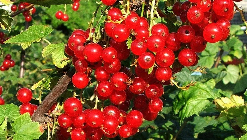 Zdjęcie główne