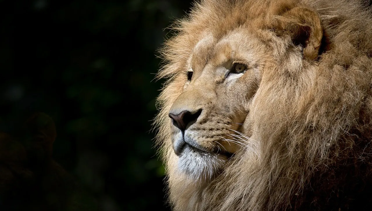 Do opolskiego ogrodu zoologicznego wrócą lwy