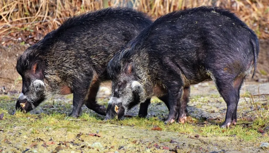 Odstrzał dzików na Słowacji
