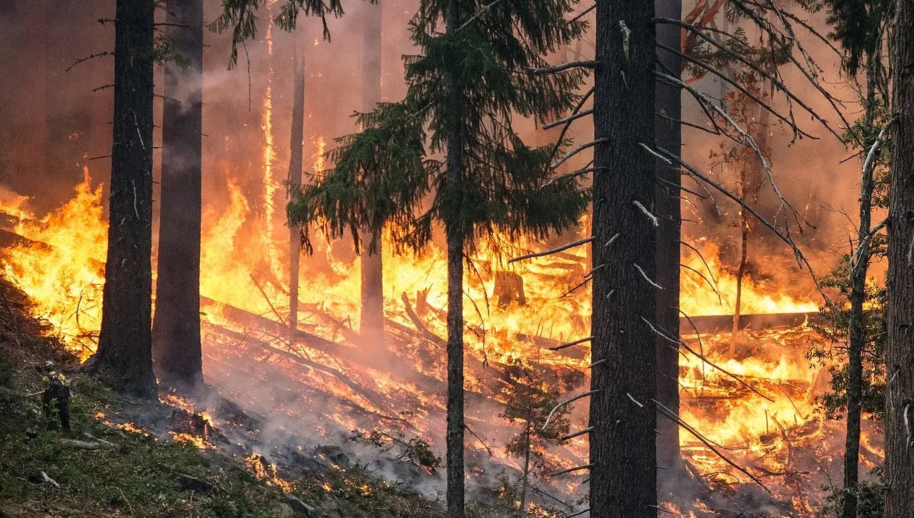 Strażacy walczą z pożarami lasów
