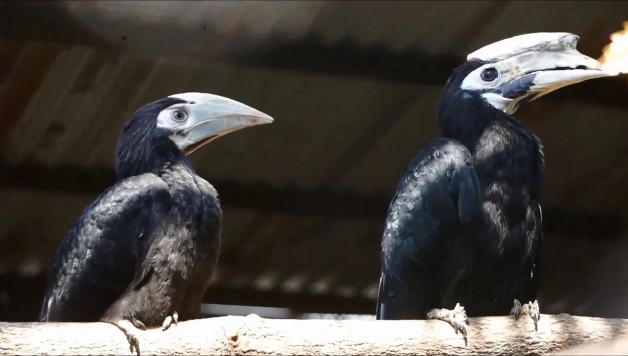 Sukces wrocławskiego zoo. Jeszcze nikomu nie udało się rozmnożyć tego gatunku