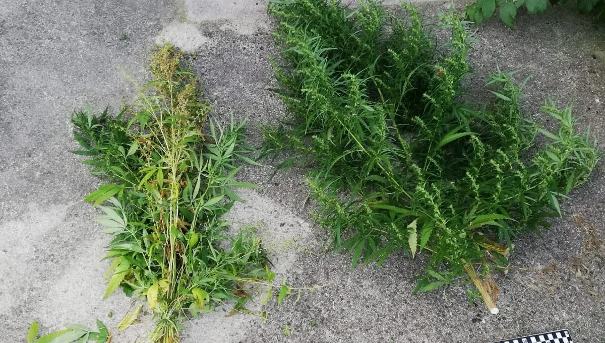 Straż Graniczna wykryła plantację konopi