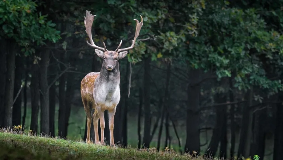 Bieszczady: rozpoczęło się rykowisko jeleni