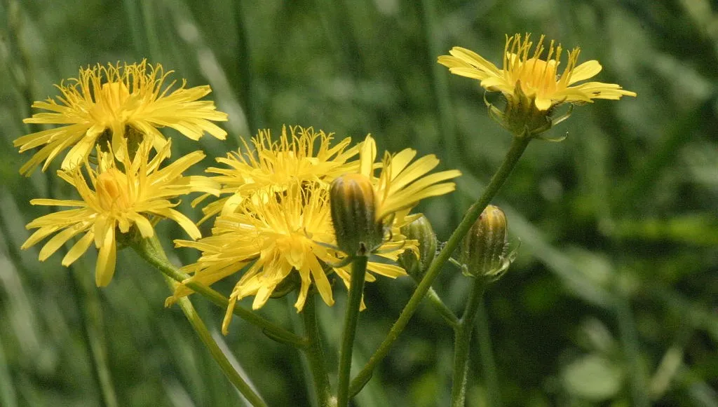 Pępawa dwuletnia - kwiatostany