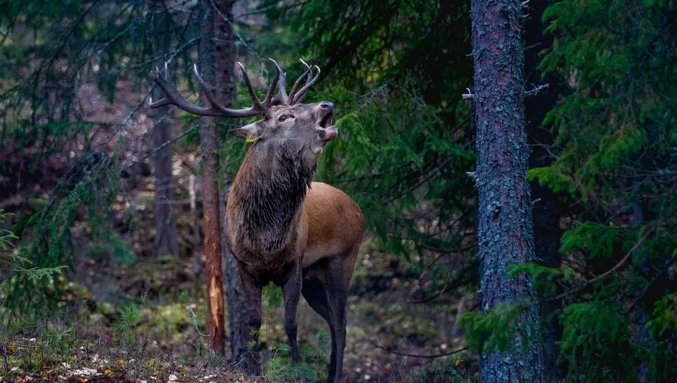 W piękne Bieszczady na rykowisko