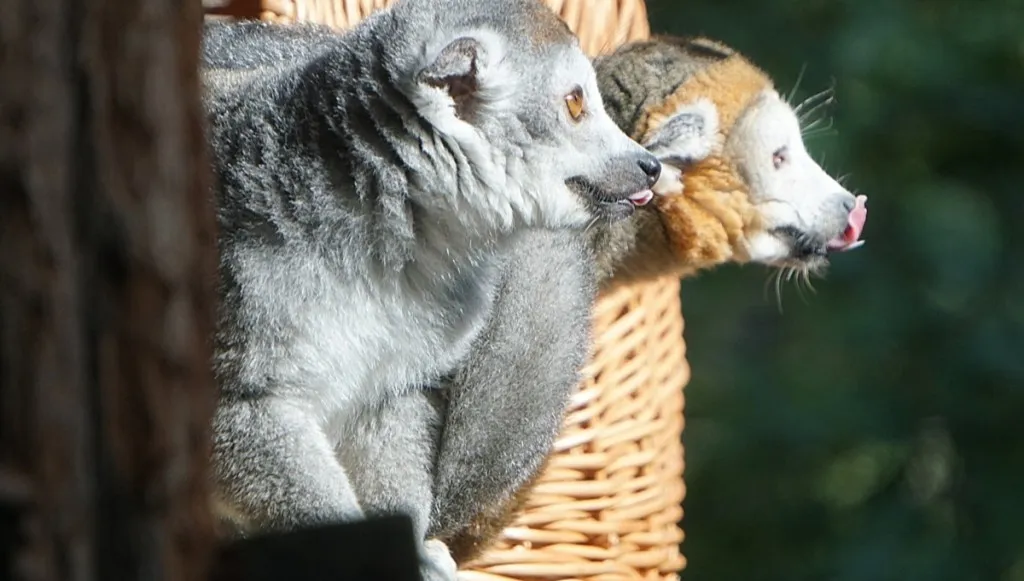 We wrocławskim zoo zamieszkały lemury koroniaste