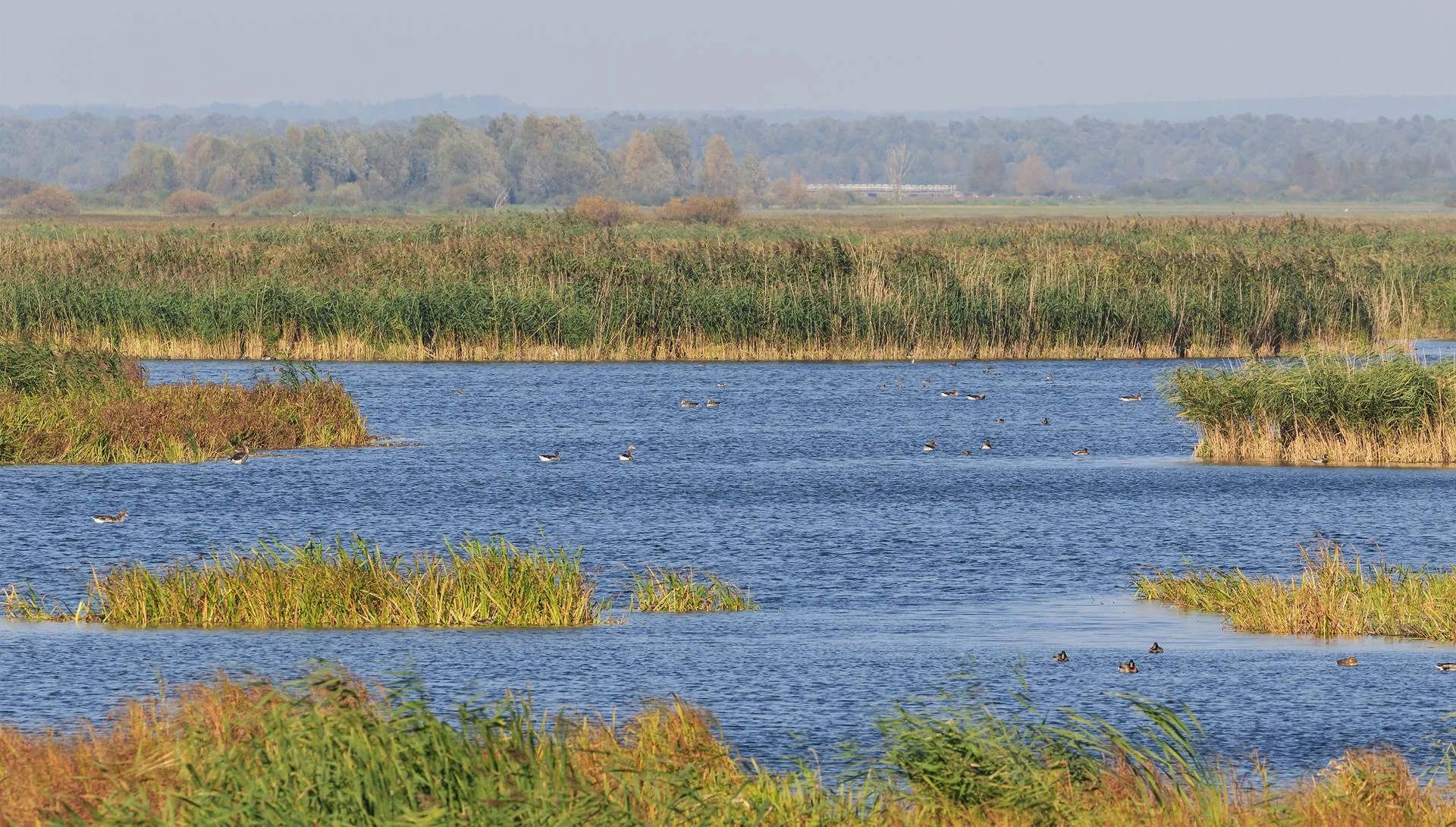 Bagna są dobre - Park Narodowy "Ujście Warty"