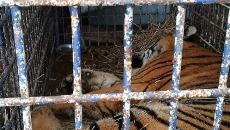 Dziewięć tygrysów trafiło do poznańskiego zoo. Jeden z nich w ciężkim stanie