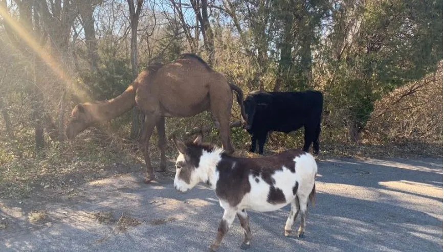 Nietypowa grupa uciekinierów na drodze