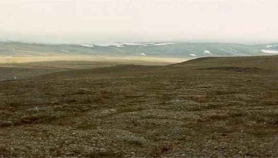 Tundra syberyjska