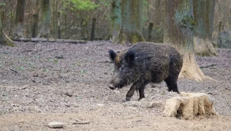 Specustawa ws. ASF w kolejnej fazie. Projekt trafił do komisji rolnictwa i ochrony środowiska