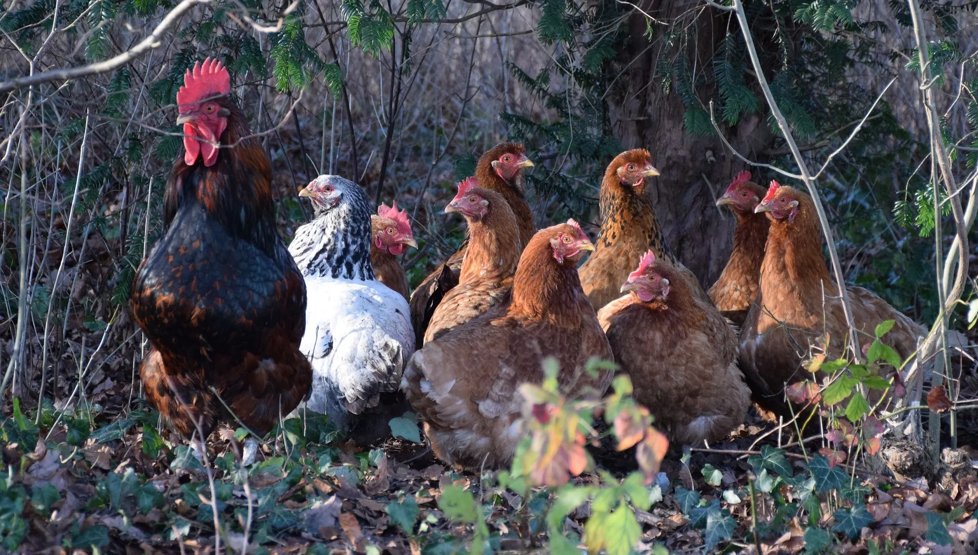Kolejne ognisko ptasiej grypy na Lubelszczyźnie. W akcji likwidacyjnej pomagają żołnierze