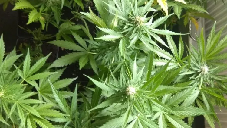 Ogromna plantacja konopi zlikwidowana
