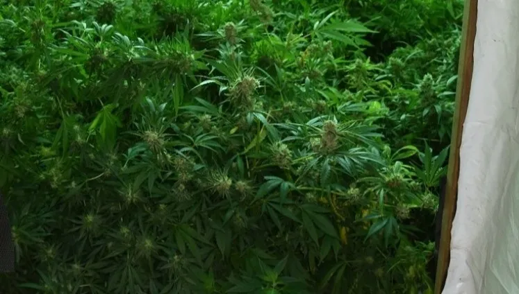 Odkryto plantację marihuany. 36-latek trafił do aresztu
