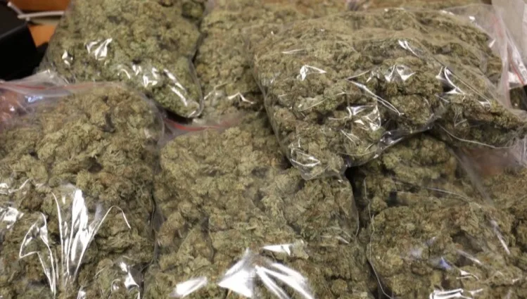 Zatrzymani za pokaźny arsenał narkotyków. Śledczy zabezpieczyli 1,5 kg substancji psychotropowych