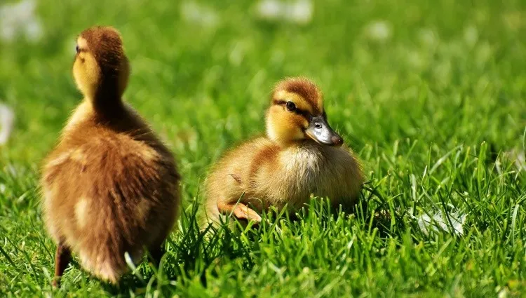 Kolejne ogniska grypy ptaków