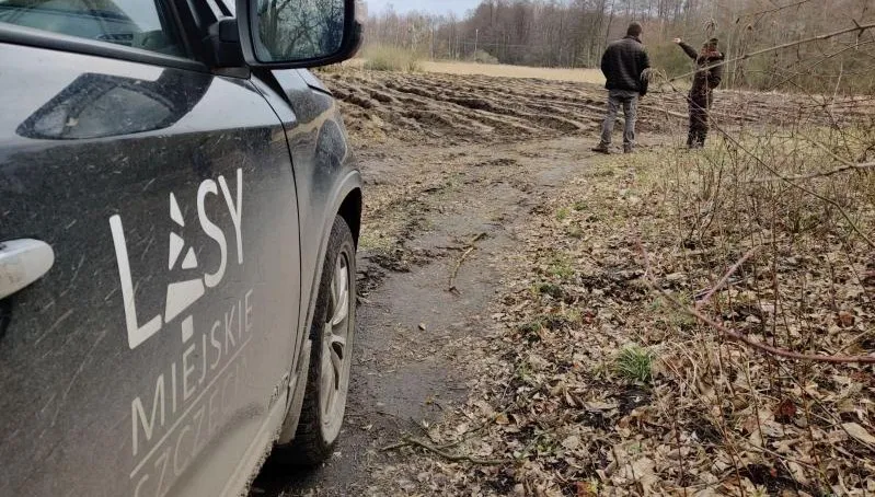 Szczecin: plany posadzenia 20 tys. drzew