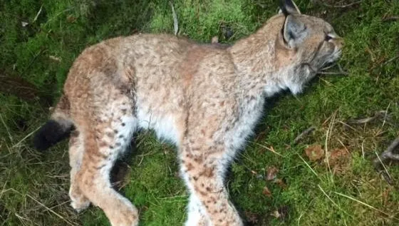 Leśnicy znaleźli martwego rysia w Puszczy Knyszyńskiej