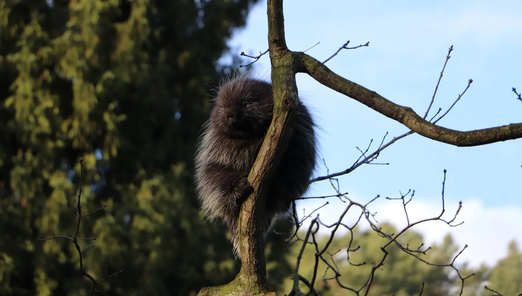 W Gdańskim Ogrodzie Zoologicznym można zobaczyć niezwykłe zwierzę