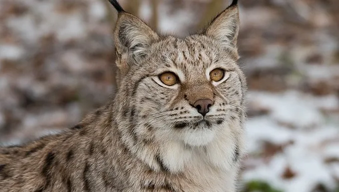 Ryś w Puszczy Knyszyńskiej padł z głodu?