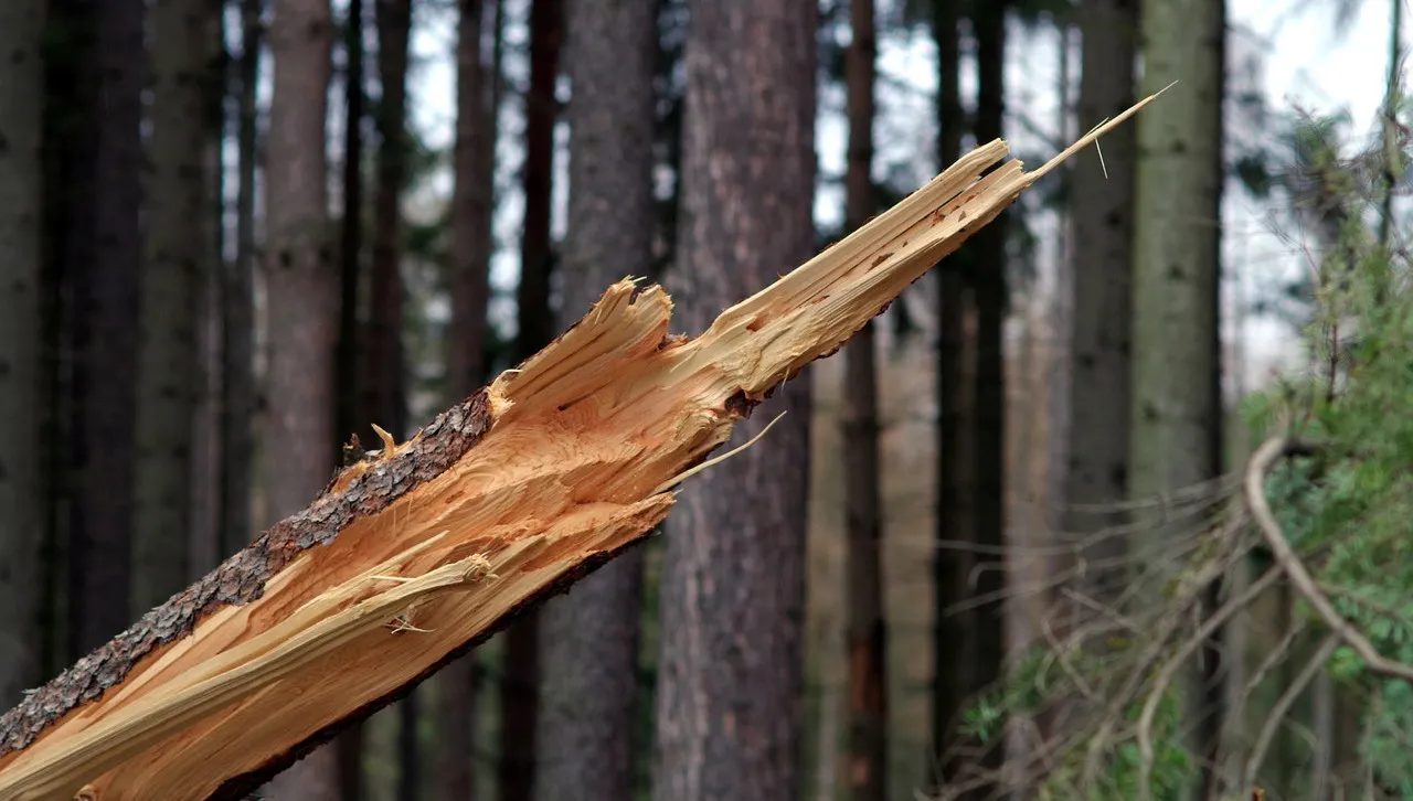 Na ciężarną kobietę spadło drzewo. Groźny wiatr na Pomorzu Zachodnim