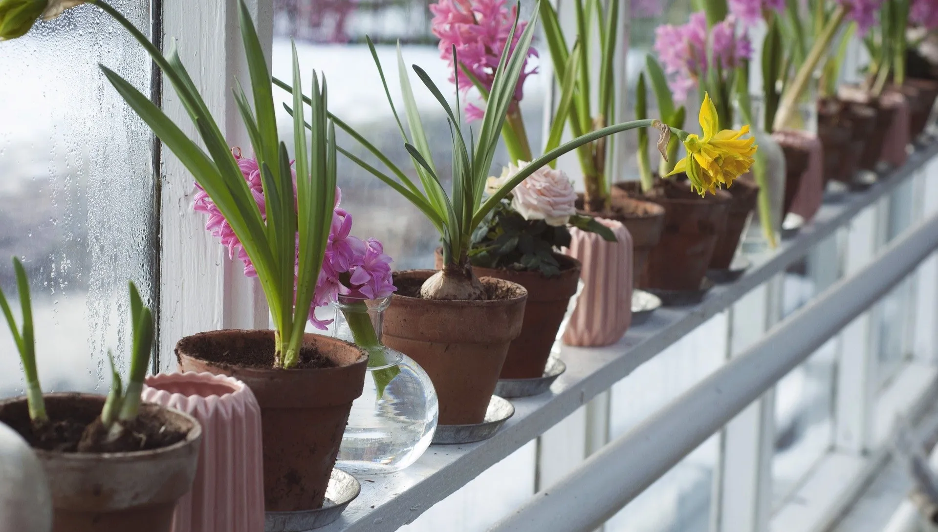 Wiosenna pielęgnacja roślin w naszych domach