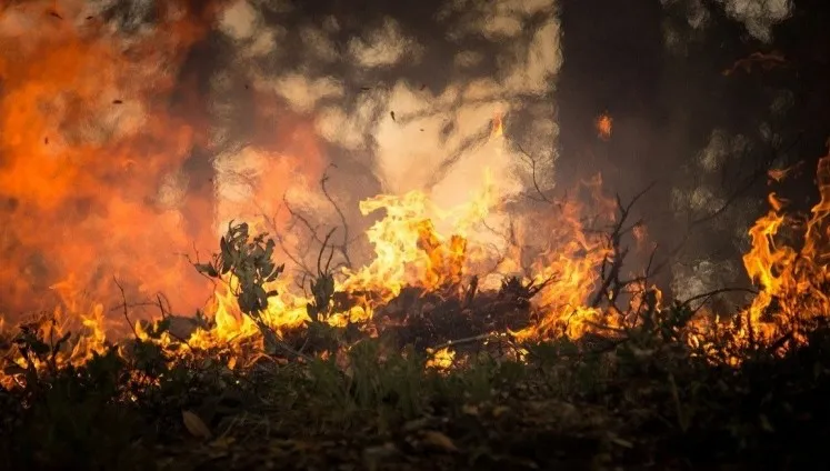 Zakaz wstępu do lasów w nadleśnictwach