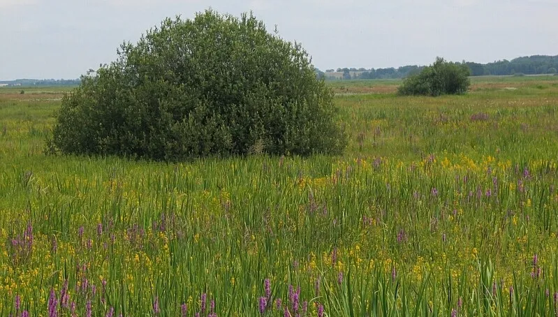 Gasili pożar w Biebrzańskim Parku Narodowym. Otrzymają pomoc