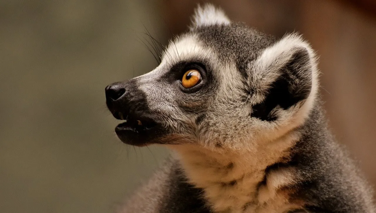 W zamojskim zoo urodził się lemur wari