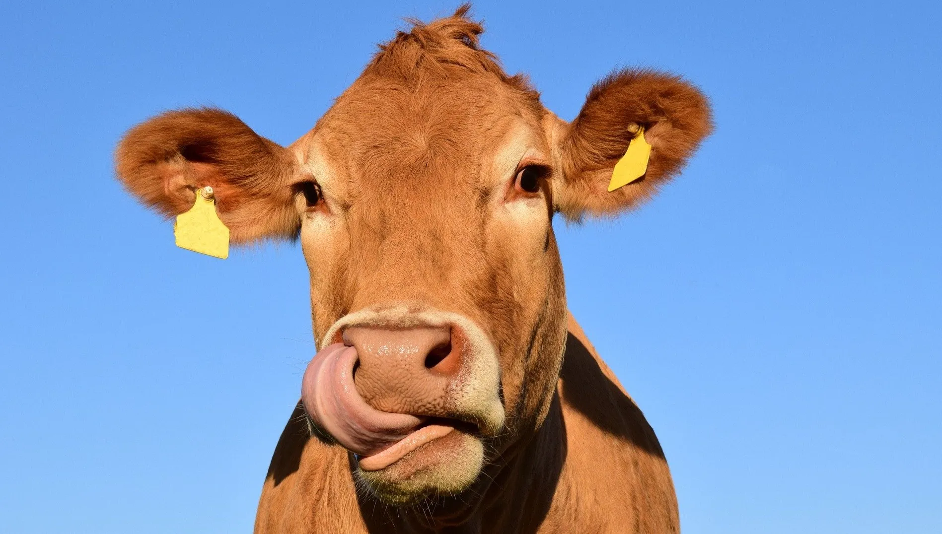 Więcej czasu na złożenie wniosków o dopłaty za świnie i krowy