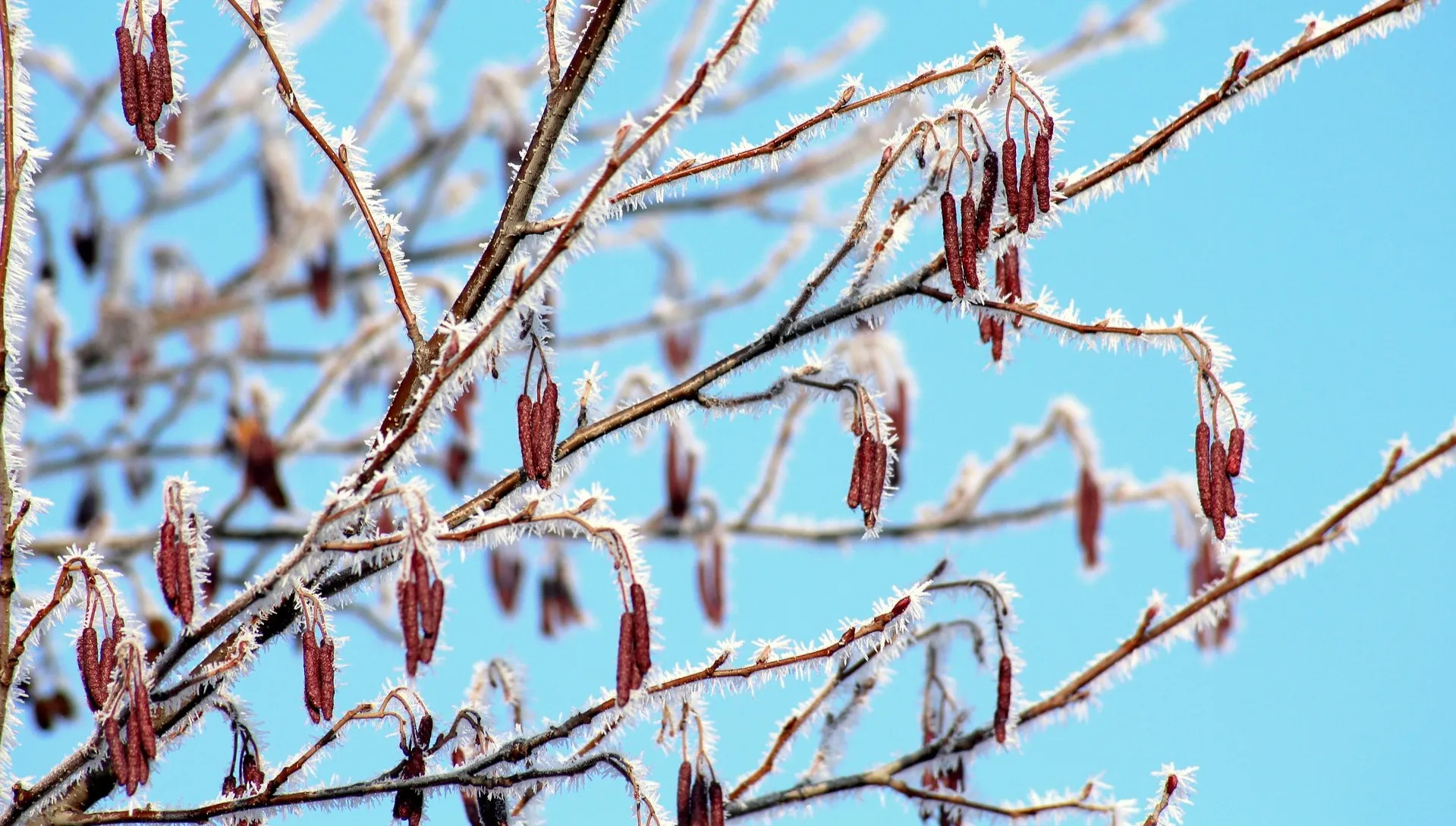 Przymrozki w dziewięciu województwach